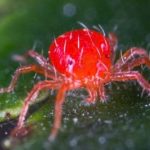 NHỆN ĐỎ MÙA KHÔ – NGUYÊN NHÂN, DẤU HIỆU & GIẢI PHÁP DIỆT TẬN GỐC