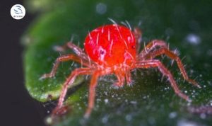 NHỆN ĐỎ MÙA KHÔ – NGUYÊN NHÂN, DẤU HIỆU & GIẢI PHÁP DIỆT TẬN GỐC