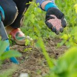 5 sai lầm khi bón phân khiến cây càng chăm càng yếu – nông dân cần tránh ngay