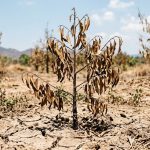 Sầu riêng nở hoa gặp nắng nóng phải làm gì? Cách xử lý giữ hoa, tăng đậu trái hiệu quả