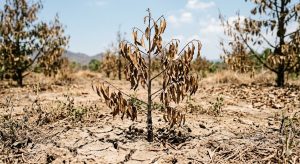 Sầu riêng nở hoa gặp nắng nóng phải làm gì? Cách xử lý giữ hoa, tăng đậu trái hiệu quả