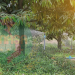 PHƯƠNG PHÁP NƯỚC TƯỚI CHỐNG RỤNG TRÁI HIỆU QUẢ
